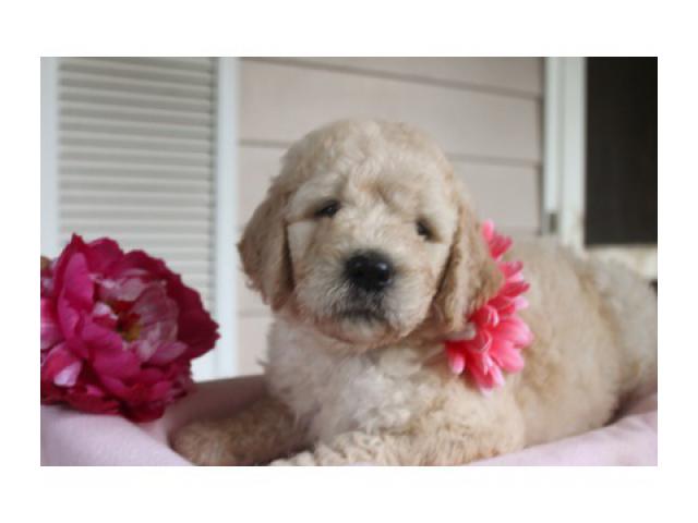 english cream goldendoodle puppies for sale near me